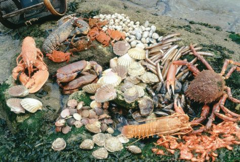 Морепродукты из Бискайского залива Морепродукты из Бискайского залива